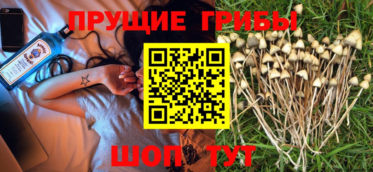 Псилоцибиновые грибы мицелий Строитель